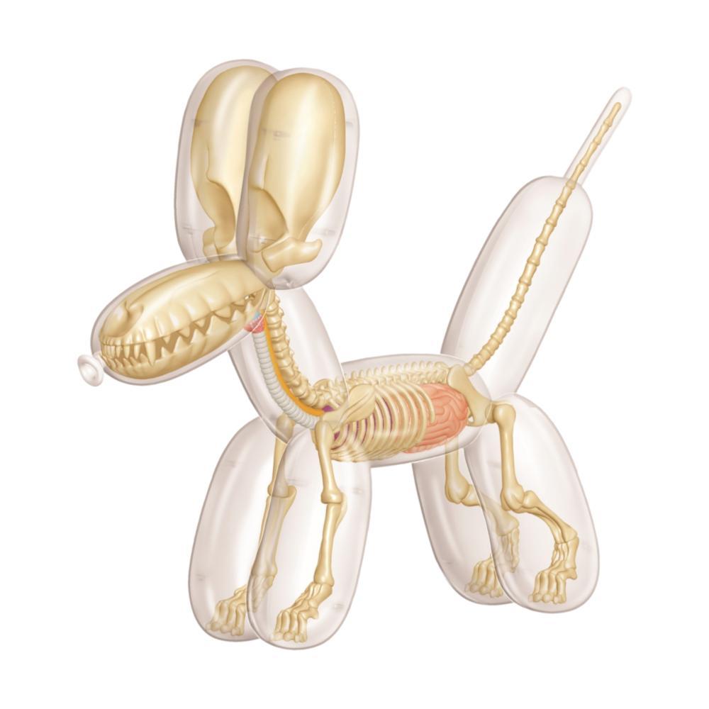 4d Master Balloon Dog Mini Anatomy Model