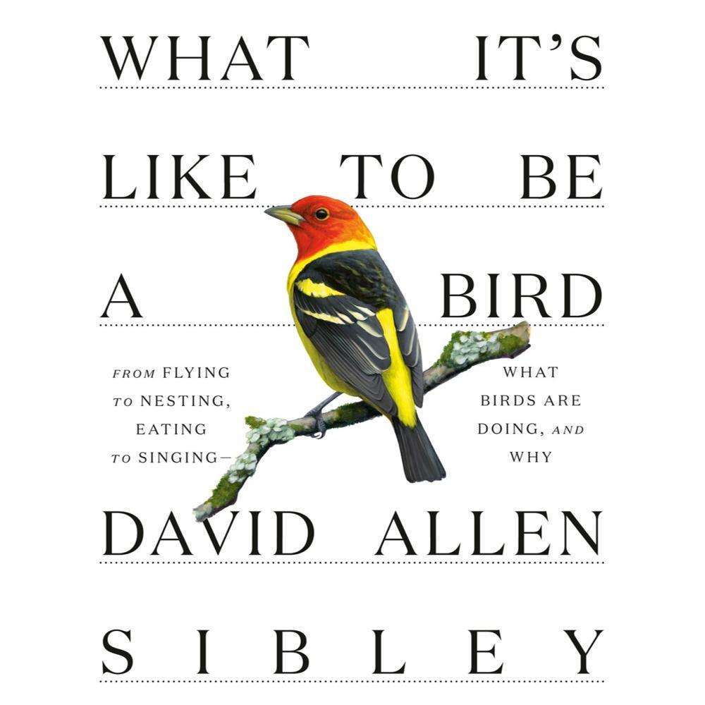  What It's Like To Be A Bird By David Allen Sibley
